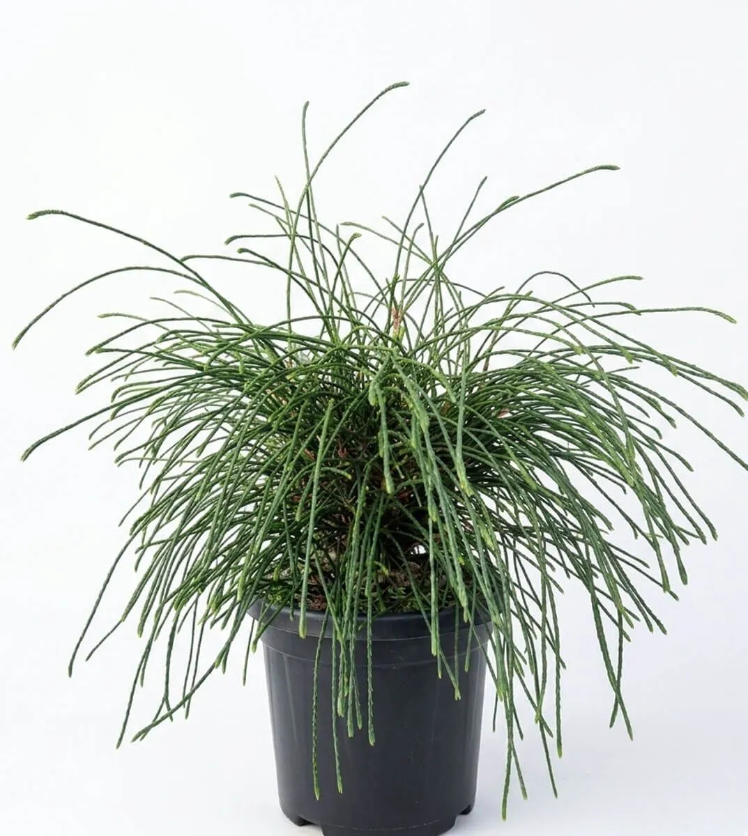 TUJA THUJA PL. WHIPCORD C6 L