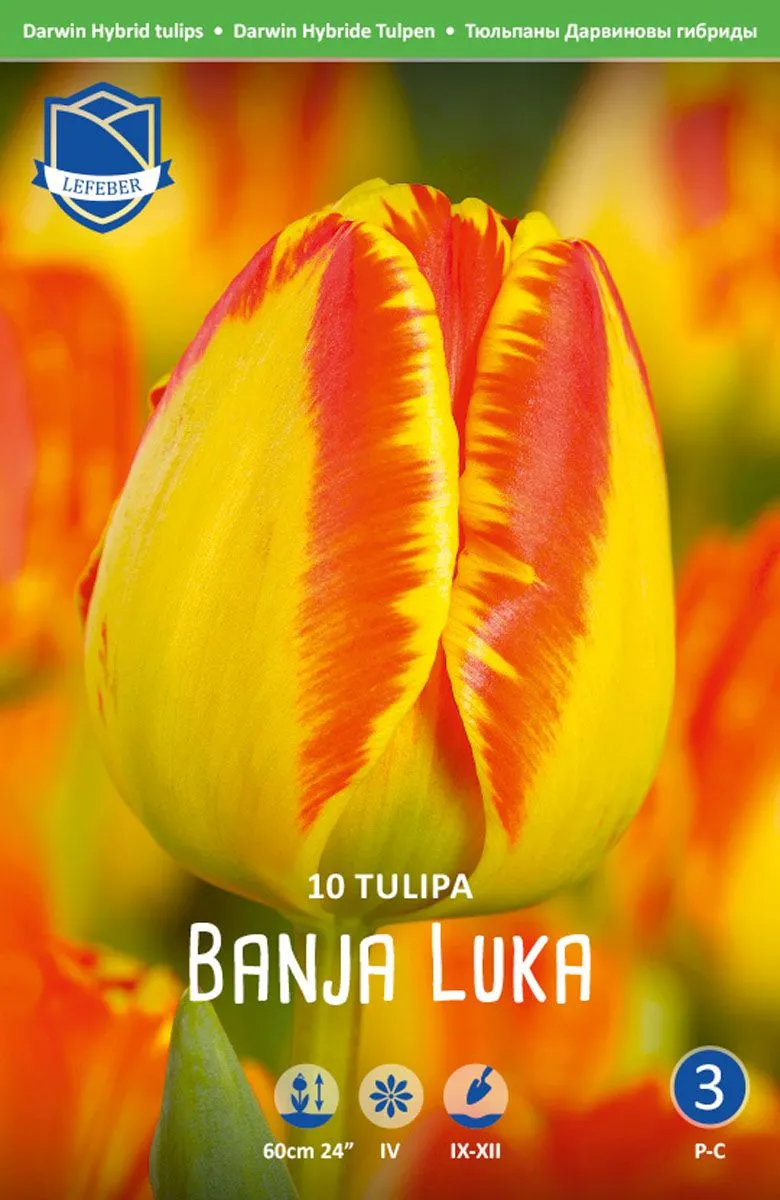 TULIPANI BANJA LUKA