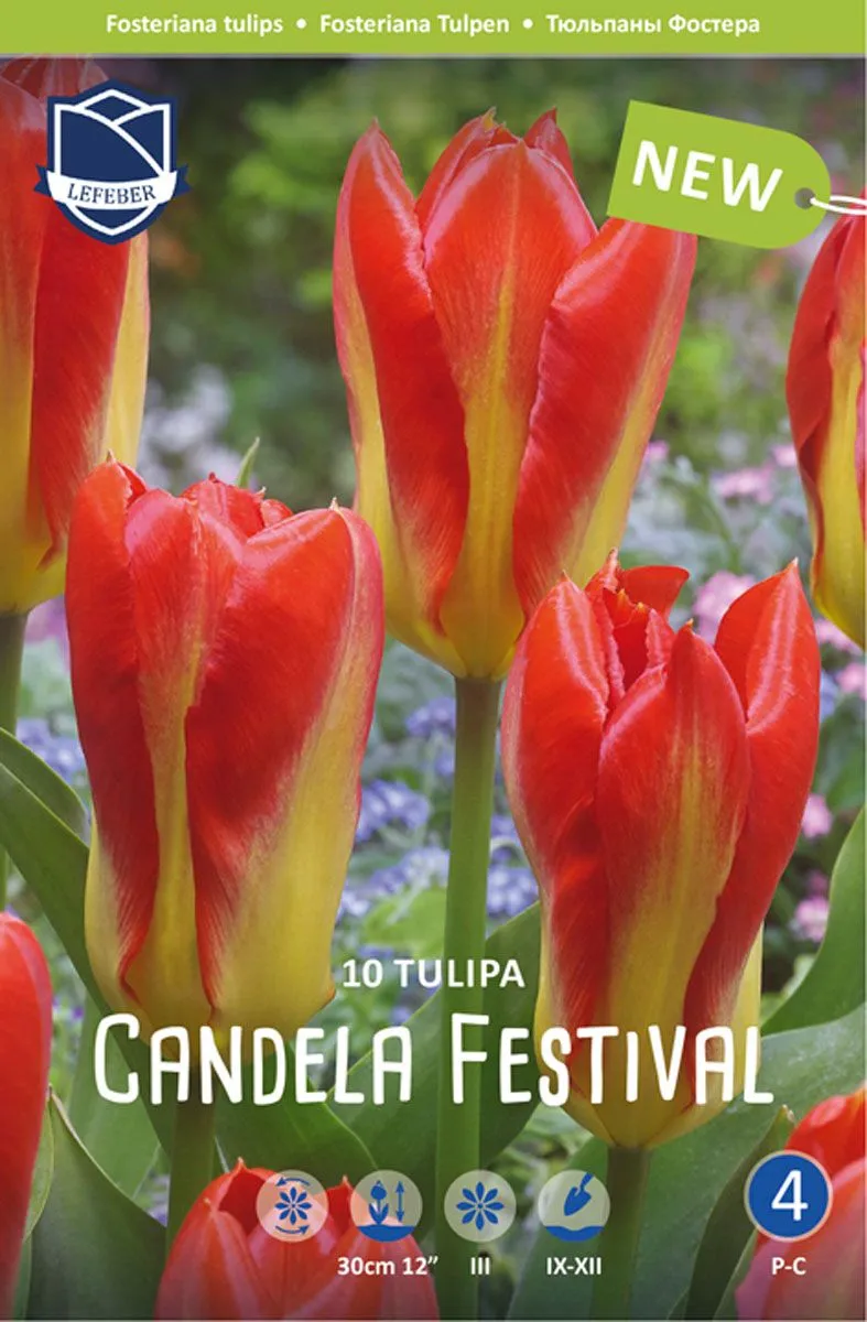 TULIPANI CANDELA FESTIVA