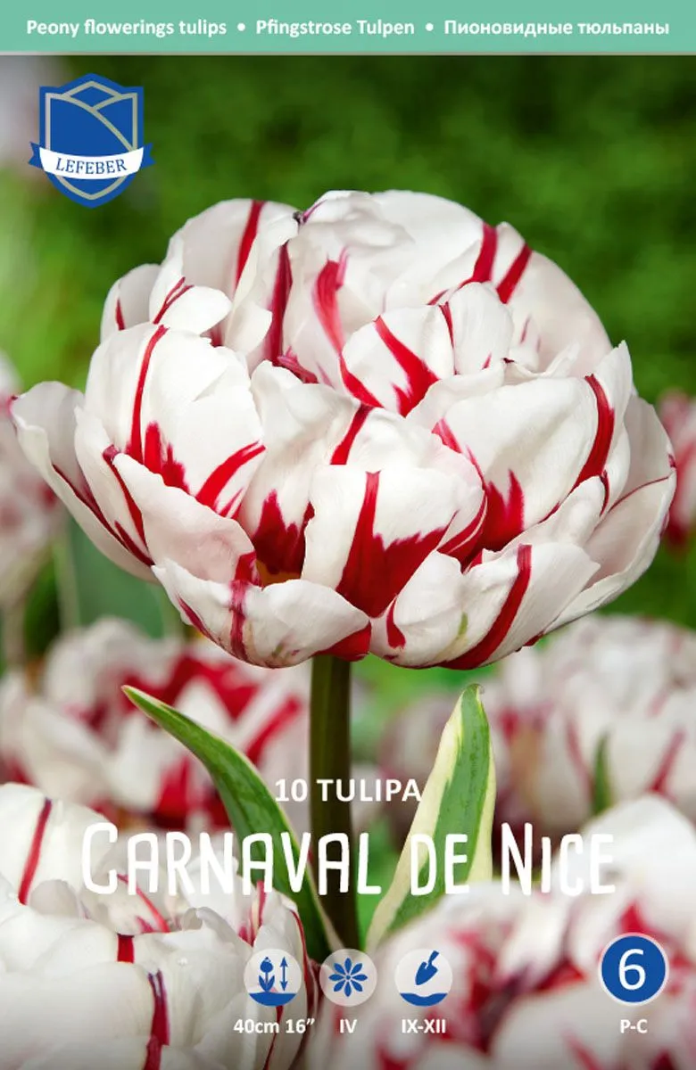 TULIPANI CARNAVAL DE NICE