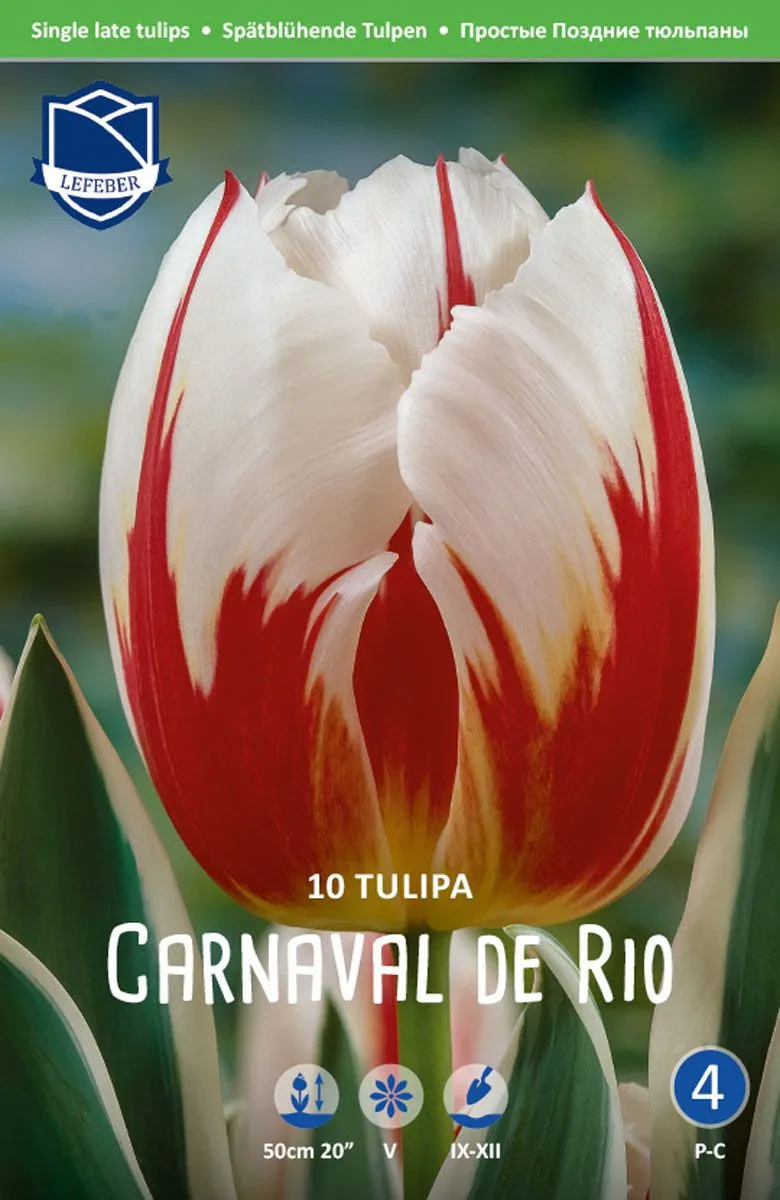 TULIPANI CARNAVAL DE RIO
