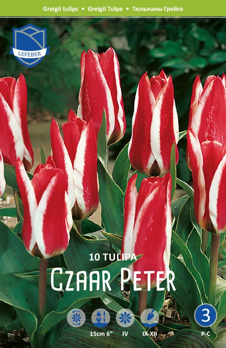 TULIPANI CZAAR PETER