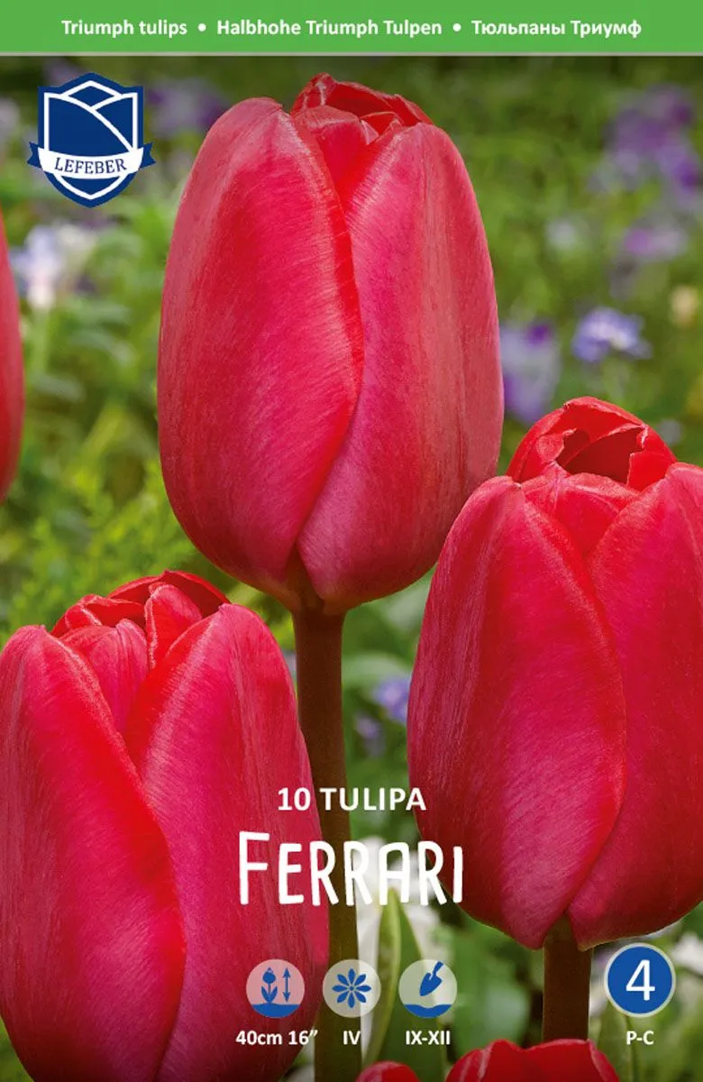 TULIPANI FERRARI