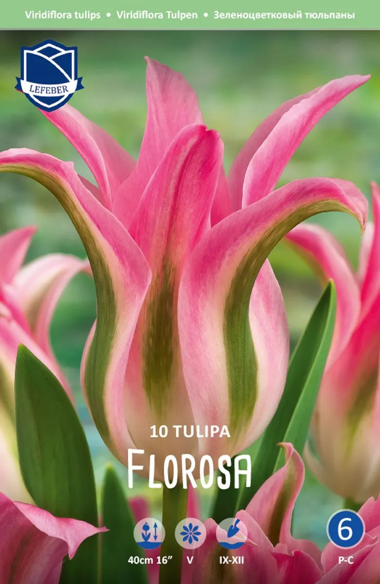 TULIPANI FLOROSA