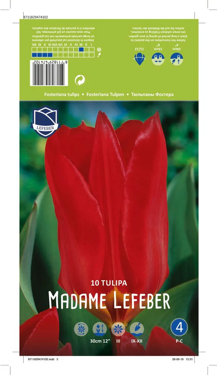 TULIPANI MADAME LEFEBER