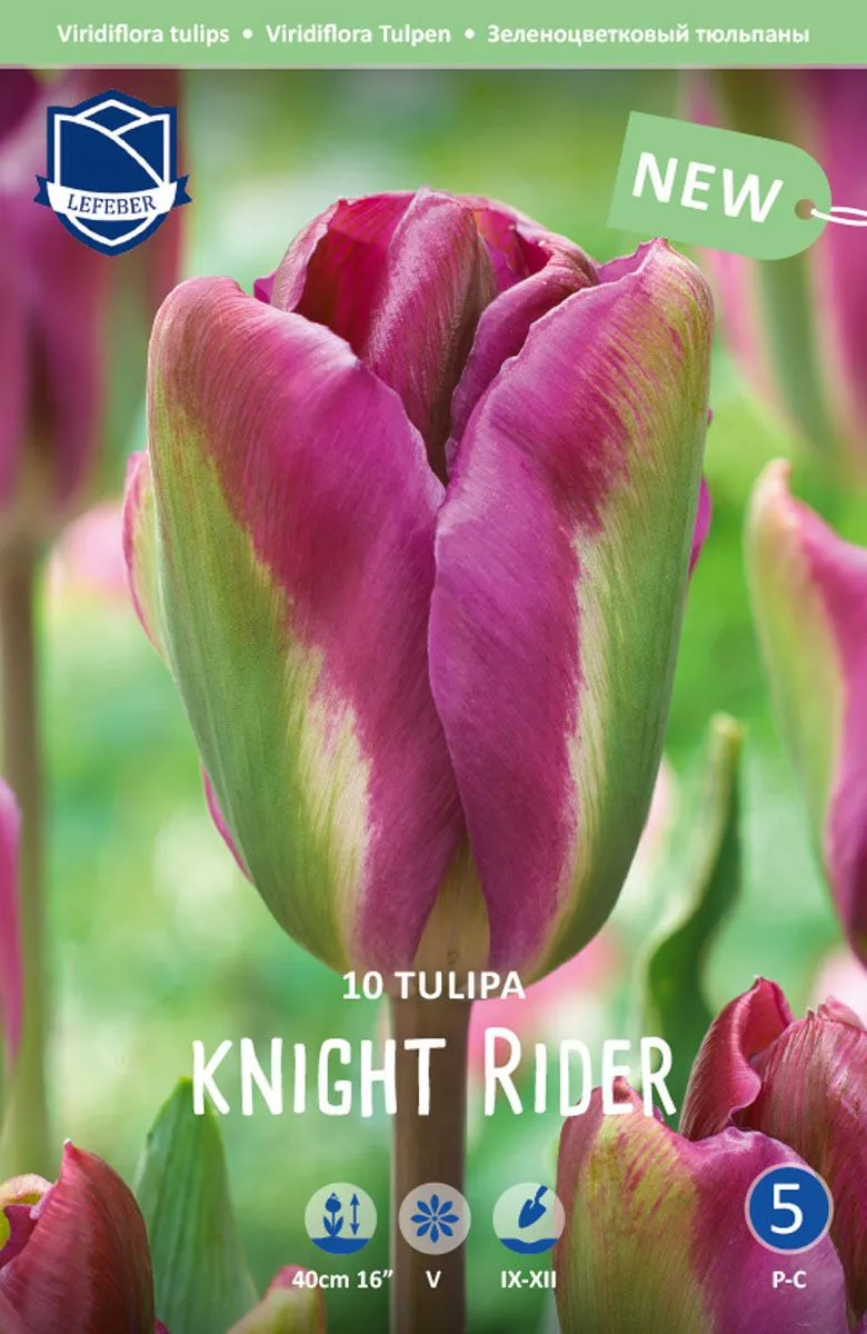 TULIPANI NIGHT RIDER