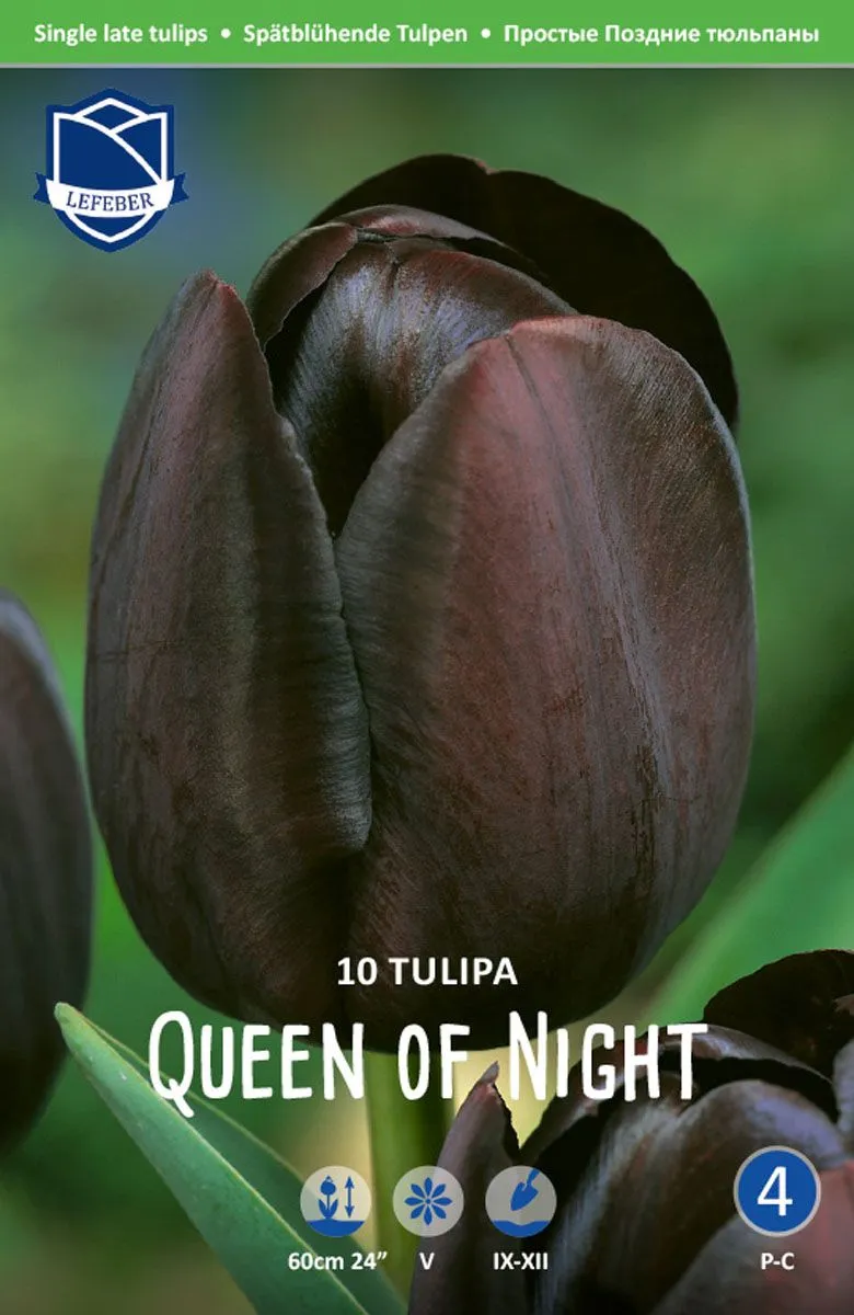 TULIPANI QUEEN OF NIGHT